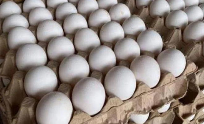 مباحث التموين : ضبط 260 طبق بيض وتتلف 686 كجم من المواد الغذائية الفاسدة