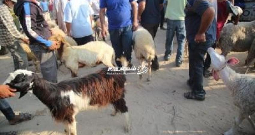 فرحة مؤجلة للعام الثالث حين تغيب “الأضحية” وتبقى الحرب وغزة تنزُف