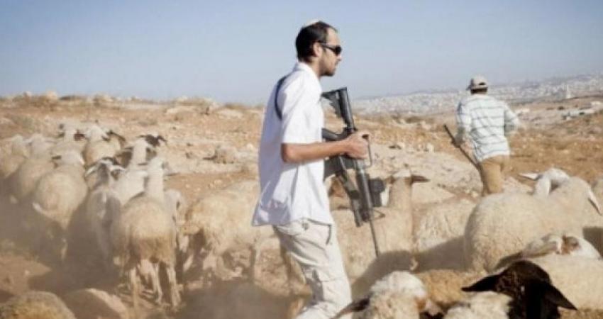 الضفة الغربية.. سرقة المواشي أداة جديدة لاقتلاع وتهجير الفلسطينيين