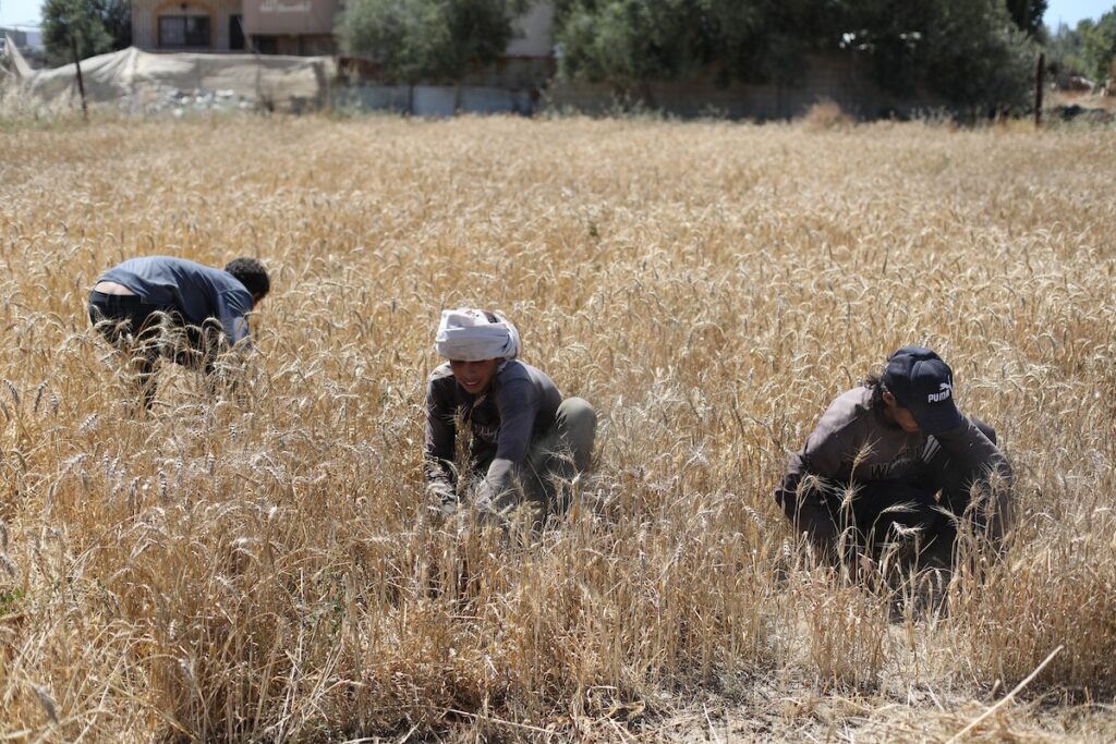 قمح تحت النار… مزارعو دير البلح يحصدون ما تبقى من الحياة