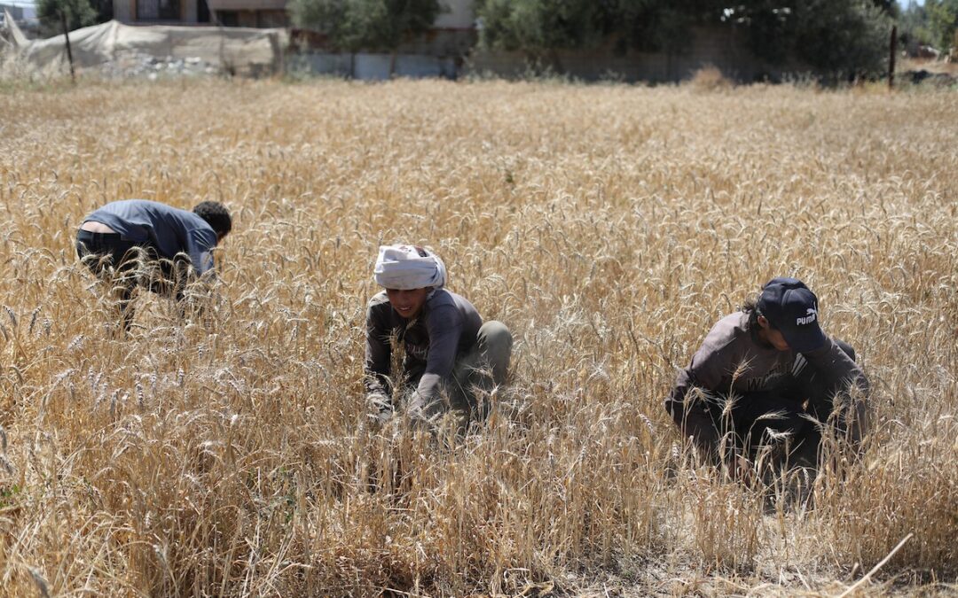 قمح تحت النار… مزارعو دير البلح يحصدون ما تبقى من الحياة