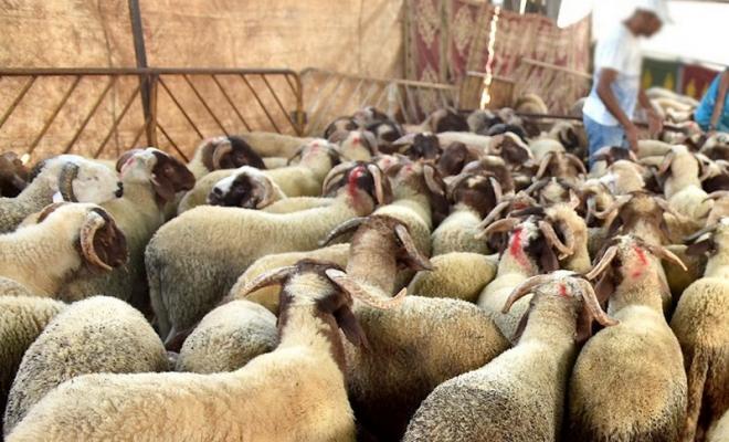 الإعلام الحكومي: الاحتلال يمنع دخول 41 ألف رأس ماشية إلى غزة
