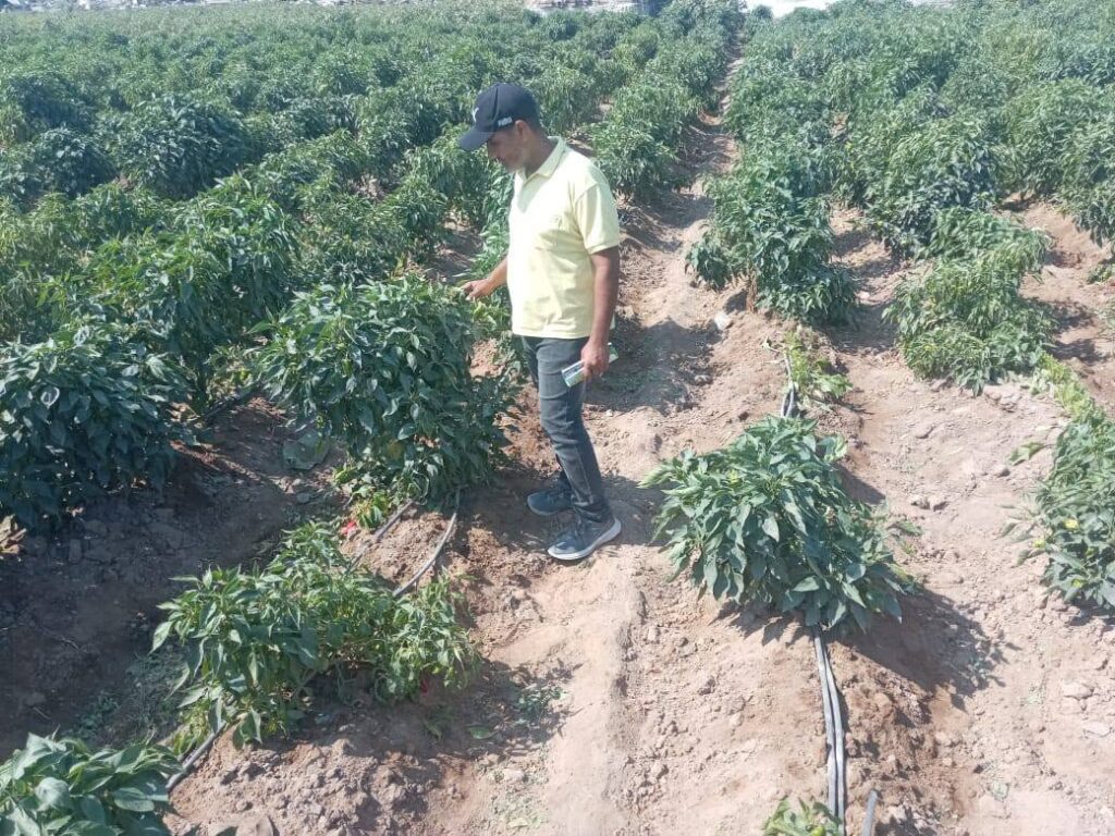 الزراعة تنظم جولات ميدانية على مزارعي جباليا