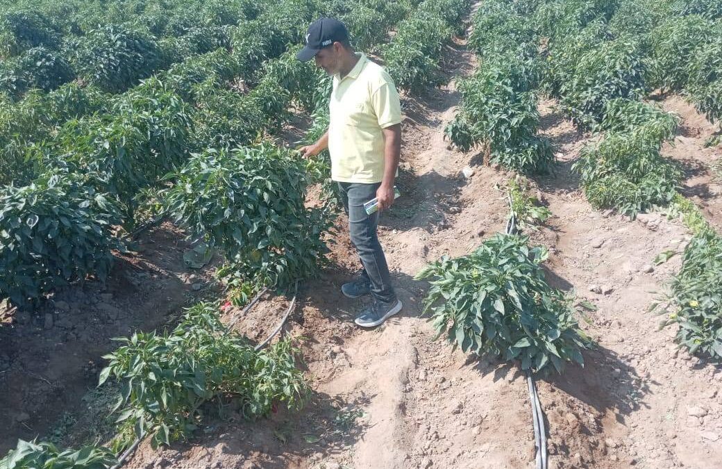 الزراعة تنظم جولات ميدانية على مزارعي جباليا
