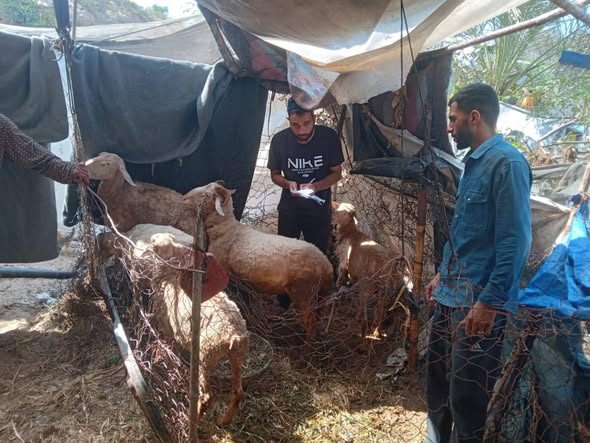 *الزراعة تنفذ جولات ارشادية على مربي الأبقار والأغنام في محافظتي الوسطى و خانيونس*