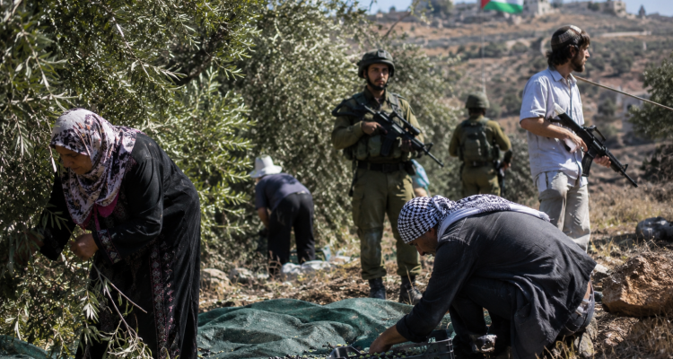 الأمم المتحدة: اعتداءات المستوطنين على موسم الزيتون أداة للتهجير وسلب الفلسطينيين أراضيهم