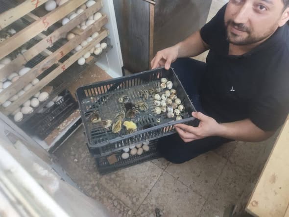 فقاسات صغيرة تعزز صمود قطاع الدواجن في غزة رغم التحديات