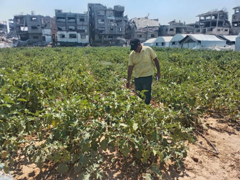 زراعة الوسطى تنفذ جلسات حوارية مع مزارعي دير البلح لتحديد احتياجاتهم الزراعية
